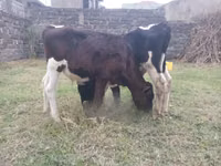 公牛, Russian Black pied cattle — 照片 1