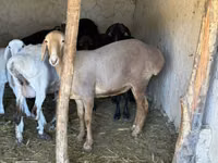 母羊, Arashan sheep — 照片 2