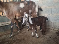 Ziege, Nubian Goat — Foto 4