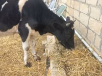 Bulle, Russian Black pied cattle — Foto 4