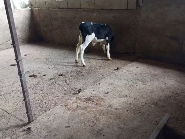 Bulle, Russian Black pied cattle