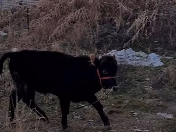 Bulle, Swedish red cattle