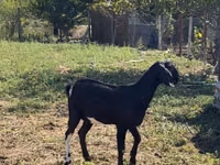 Ziegenbock, Nubian Goat — Foto 5