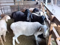 Schaf, Rhon sheep — Foto 5