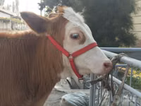 Qoramol (partiya, jinsi ko‘rsatilmagan), Simmental cattle — 1-rasm