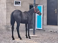 Caballo, Thoroughbred horse — foto 2