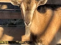 Ziege, West African dwarf goats — Foto 1