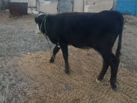公牛, Kazakh White-headed cow — 照片 2