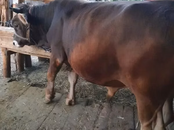公牛, Swiss cattle — 吉尔吉斯斯坦