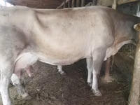 Kuh, Swiss cattle — Foto 3