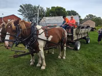 Aygʻir, Pinto horses — 3-rasm