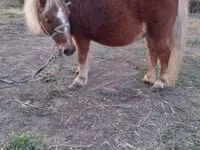 Yegua, Shetland Pony — foto 1