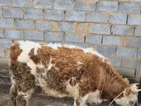 गाय, Simmental cattle — फ़ोटो 3