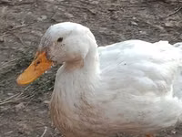 Ducks — Foto 3
