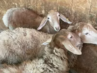 Widder, Hissar sheep — Foto 3