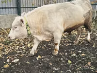 सांड, Charolais cattle — फ़ोटो 5
