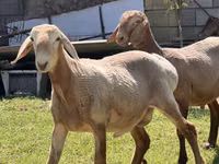 Widder, Edilbay sheep — Foto 3