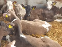 Cattle (batch, sex not specified), Cattle — photo 1
