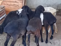 Ovejas (lote, sexo no especificado), Ovejas — foto 8