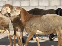 Carnero, Arashan sheep — foto 1