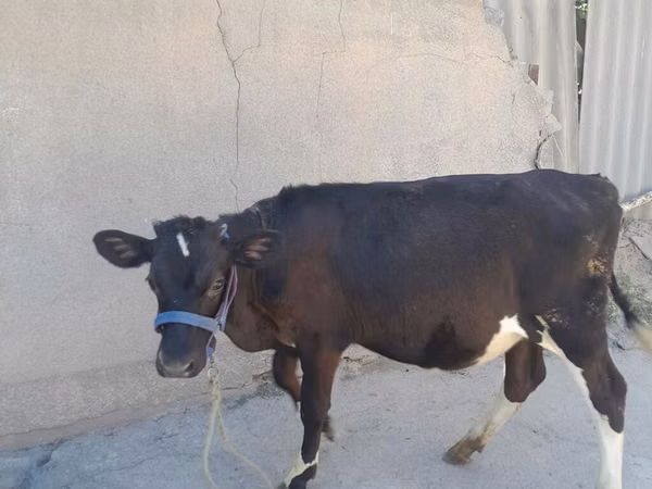 Kuh, Holstein-Rasse