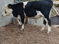 Bulle, Kasachische Weißkopfkuh — Foto 3