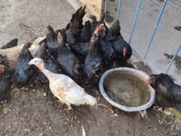 Chickens — Foto 2