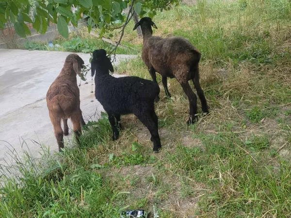 母山羊, Goats — 乌兹别克斯坦