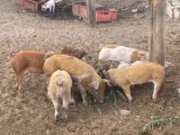 नर सूअर, सूअर — फ़ोटो 3