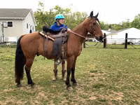 Horse (M), Tennessee Walking Horse — photo 3