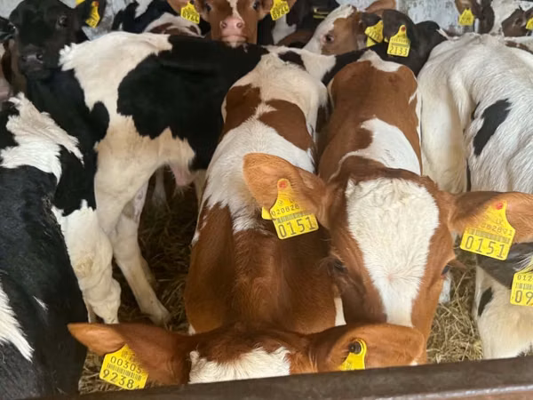 Rinder (Partie, Geschlecht nicht angegeben), Simmental cattle