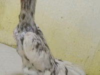 Chickens — 1-rasm