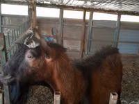 عنزة, Saanen goat — الصورة 2
