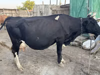Kuh, Russian Black pied cattle — Foto 4