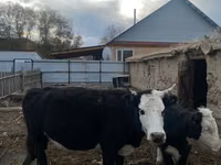 Cow, Latvian Blue cattle — photo 5