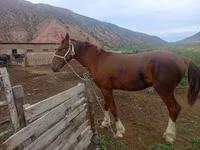 Hengst, Horse breed — Foto 3