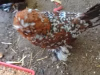 Chickens — Foto 1