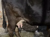 Vaca, Raza Alatau — foto 3