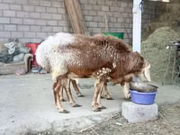 Ram, Rhon sheep — photo 6