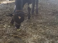 Toro, Ganado vacuno — foto 1