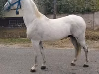 Hengst, Lipizzaner — Foto 2