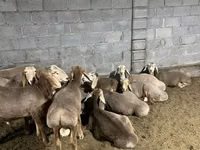 Ram, Arashan sheep — photo 3