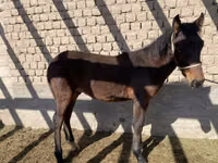 Pferde (Partie, Geschlecht nicht angegeben), Kyrgyz Horse — Foto 5