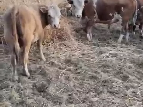 公牛, Simmental cattle — 哈萨克斯坦