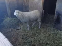 Қошқар, Ile-de-France sheep — 2-сурет