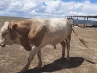 公牛, Simmental cattle — 照片 2