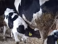 Vaca, Simmental cattle — foto 8