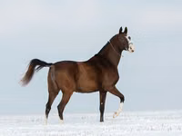 Yegua, Akhal-Teke — foto 2