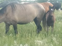 Stute, Kazakh horse — Foto 1