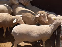 Schaf, Merino sheep — Foto 2